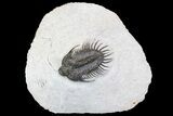 Bargain, Spiny Comura Trilobite - Composite Spines #138975-1